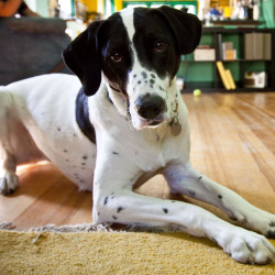 DogWatch of Central Florida, Wintergarden, Florida | Indoor Pet Boundaries Contact Us Image