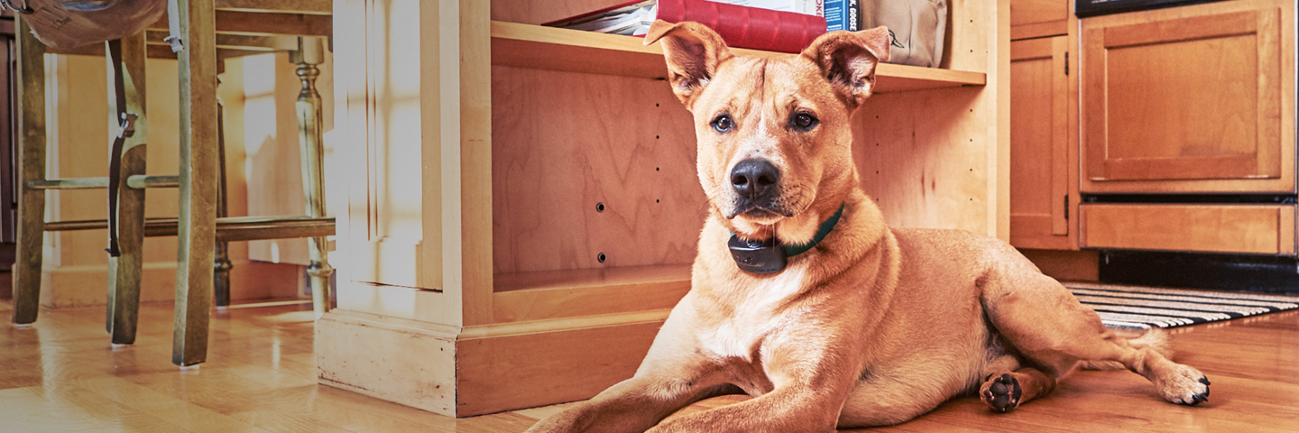 DogWatch of Central Florida, Wintergarden, Florida | Indoor Pet Fences Slider Image