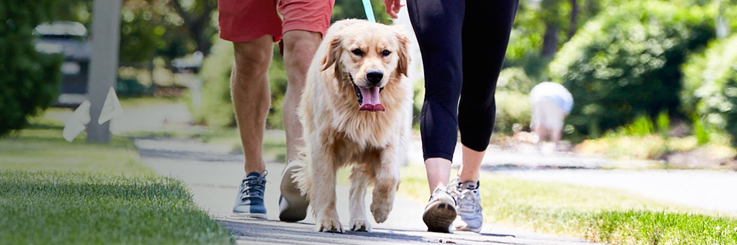 DogWatch of Central Florida, Wintergarden, Florida | SideWalker Leash Trainer Slider Image